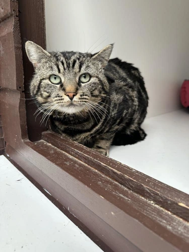 Benji