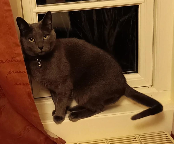 Coco