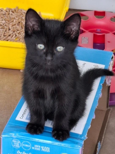Onyx