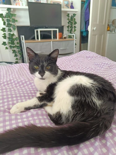Patchie