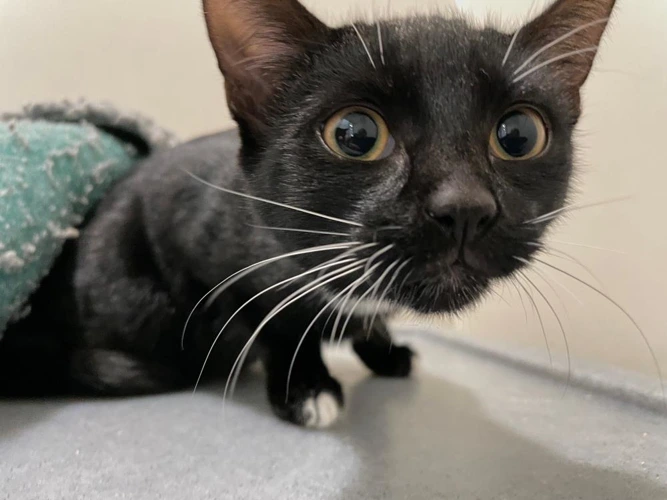 Cricket 5m female kitten