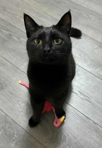 Simba