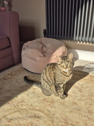 Tigger