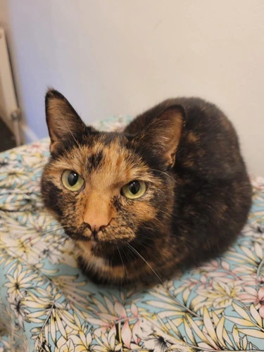 Kiki