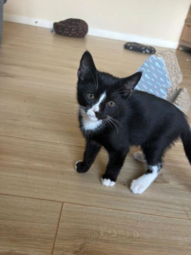 Kitten - Domino
