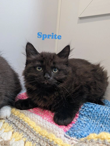 Sprite