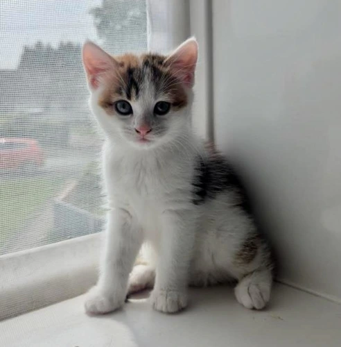 Peaches