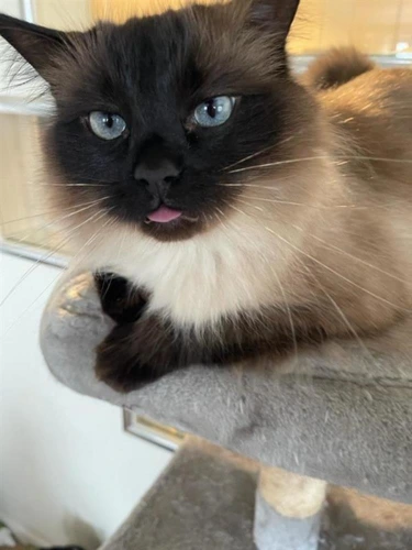 Babou