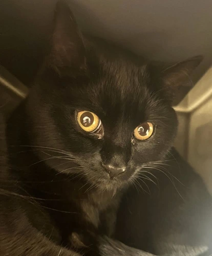 Zuko
