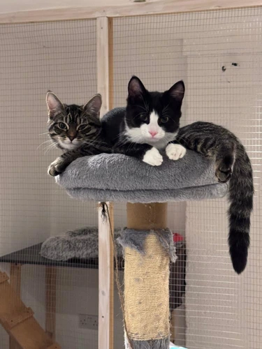 Caramel and Dexter
