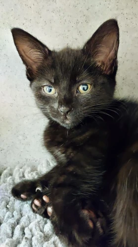 Viscina 9wk kitten