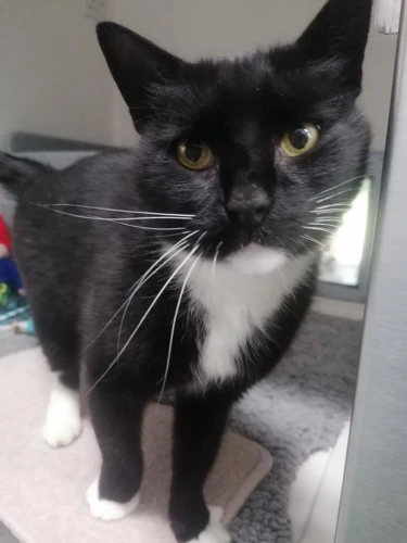 Milo