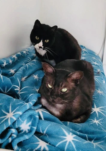Timmy and Wisp