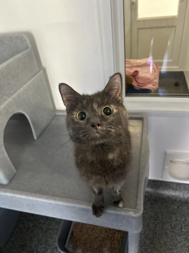 Tina