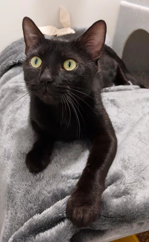 Shelley 2y female