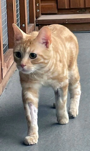Simba