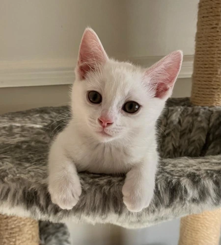 Peanut