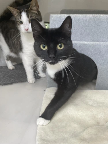 Mittens