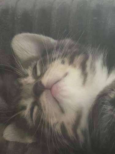 Finn