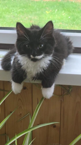 Gizmo