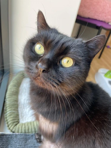 Missy