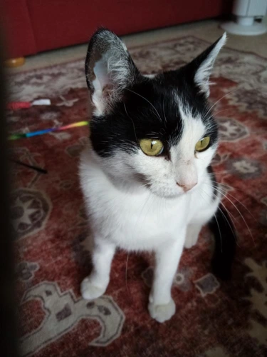 Sophie