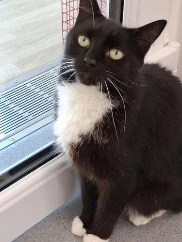 Elvis