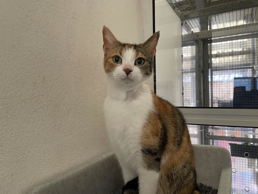 Dee Dee — Domestic Cat