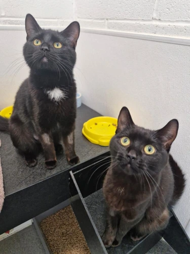 Dixie & Daphne