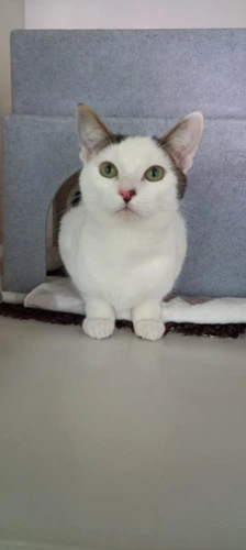 Gomez