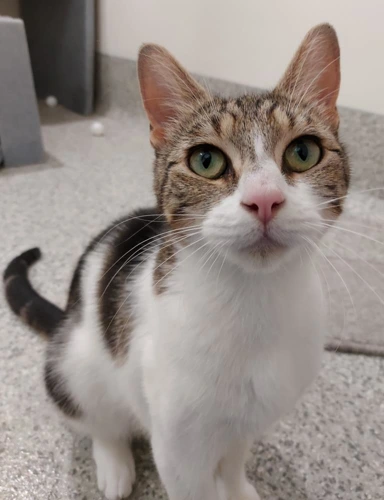 Petula