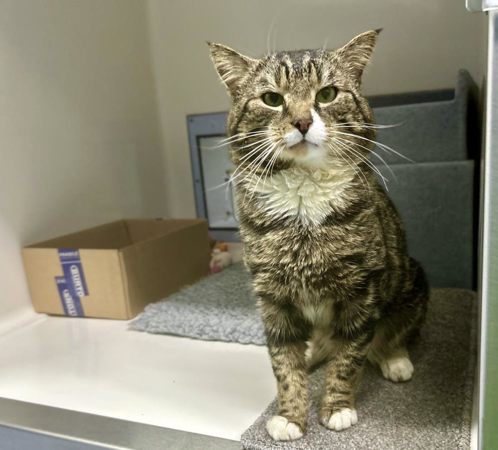 Flash — Domestic Cat