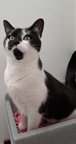 Bertie