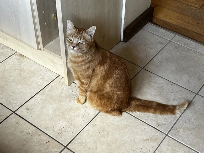 Elvis