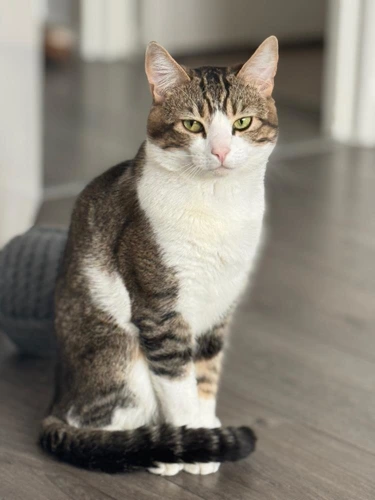 .Milo
