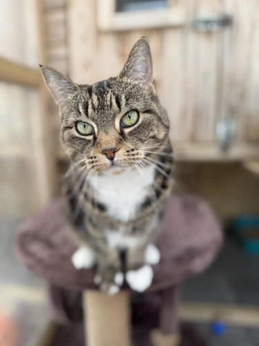 Bella