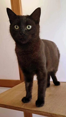 Benny
