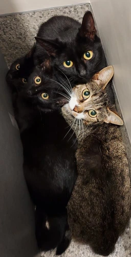 OUTDOOR HOMES  Dart Skedaddle Bolt and Rivet