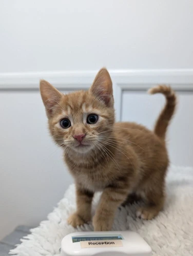 Feathertail