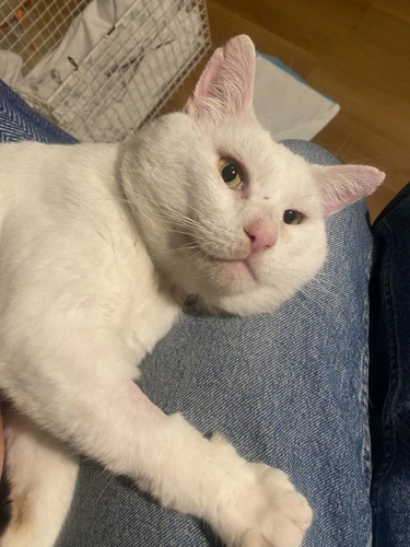 Umka