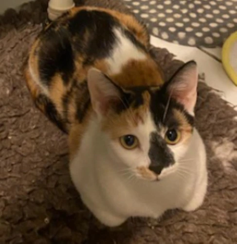 Pebbles
