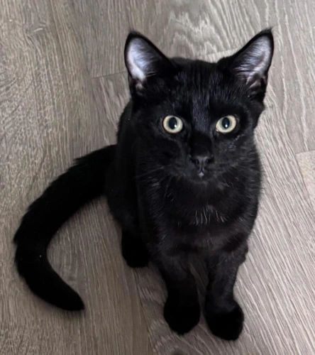 Sir kitten