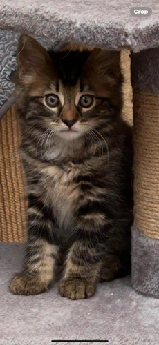 Yardi kitten