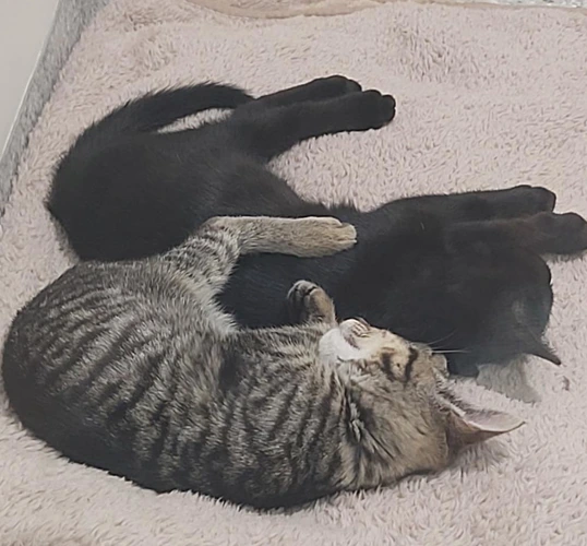 Kittens ready for adoption!