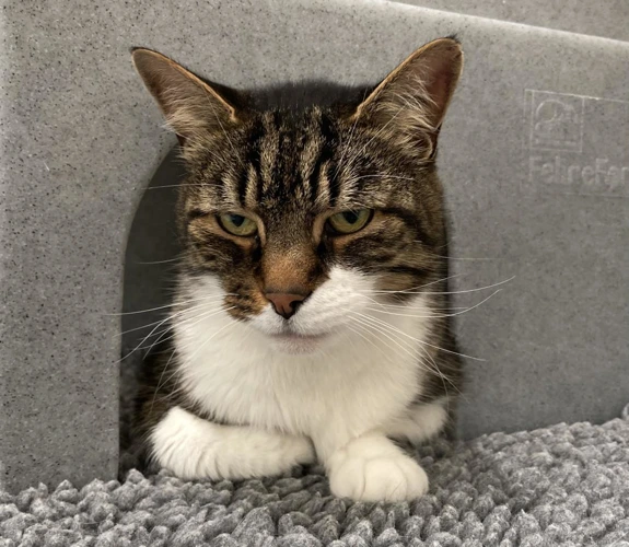 .KitKat 11y male