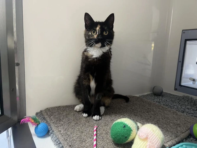 Delilah