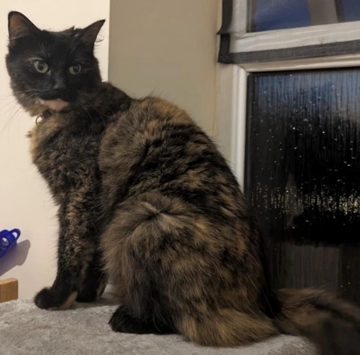 Bibi