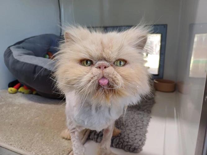 Crookshanks