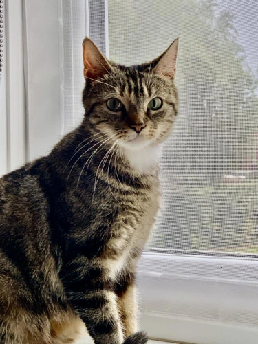 Tilly