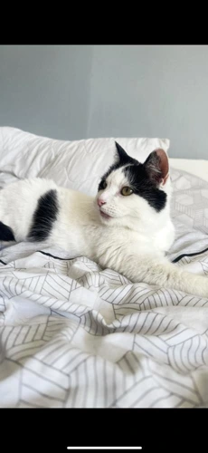 Dolly Purrton